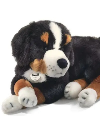 Senni Berner Sennenhund, 45 cm, liegend